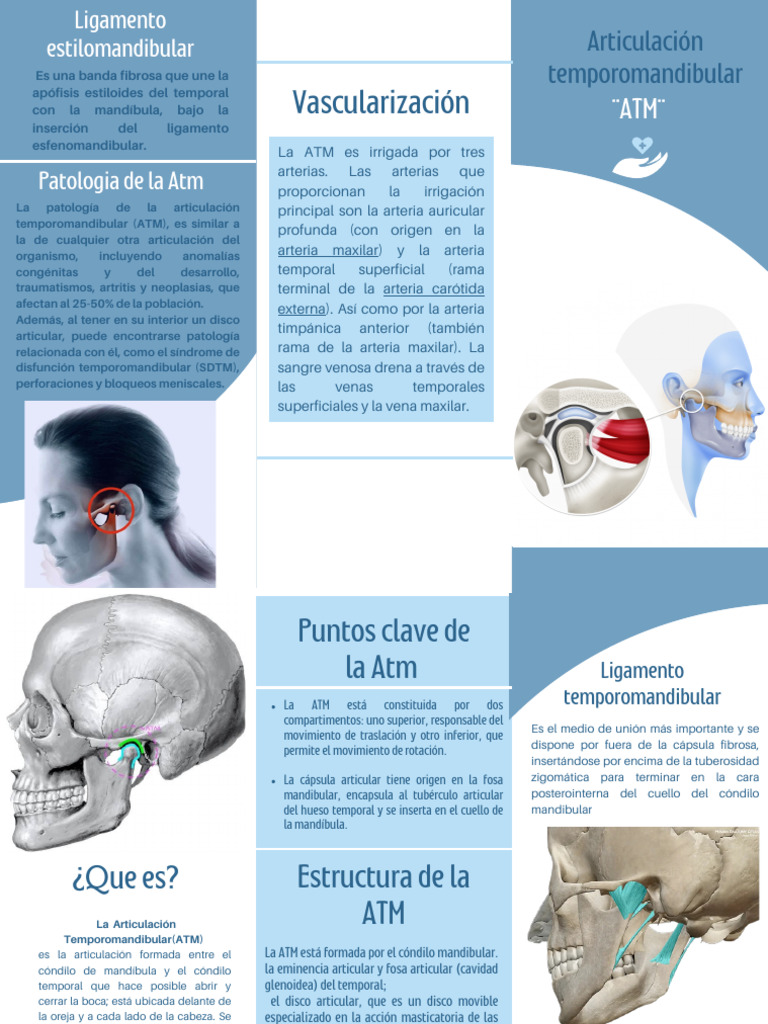 Vascularización y estructura de la ATM | PDF | Articulación | Anatomía ...