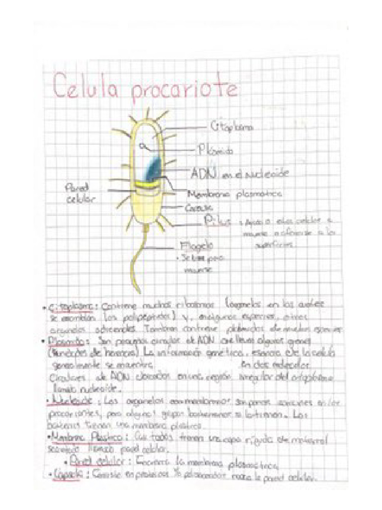 Celula Procariote | PDF