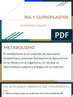 Mitocondria Y Cloroplastos: Metabolismo Celular
