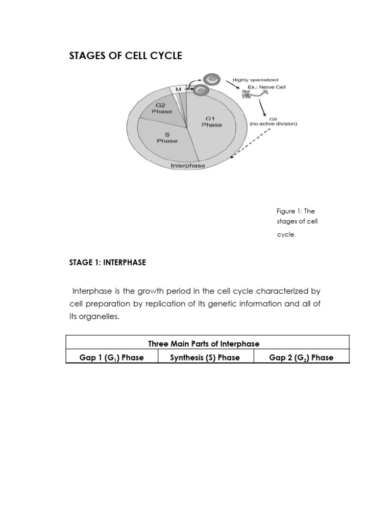 STAGES OF CELL CYCLE Notes Docx 1 Biology Diagrams