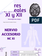 NC XI - XII Diapositivas