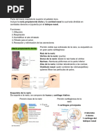 Anatomía Completa de la Nariz | PDF | Nariz humana | Anatomía