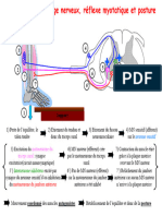 Reflexe Myotatique