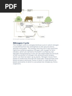 Download Nitrogen Cycle by api-3803507 SN7020390 doc pdf