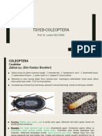TSYEB Coleoptera