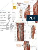 FISIOPATOLOGIA