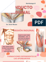 Conducto Inguinal