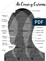Músculos Cara y Cráneo