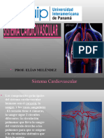 Sistema Cardiovascular (Morfo22)