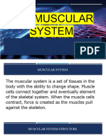 Lesson 6 the Muscular System (2)