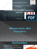 musculos MS y MI PRESENTAR