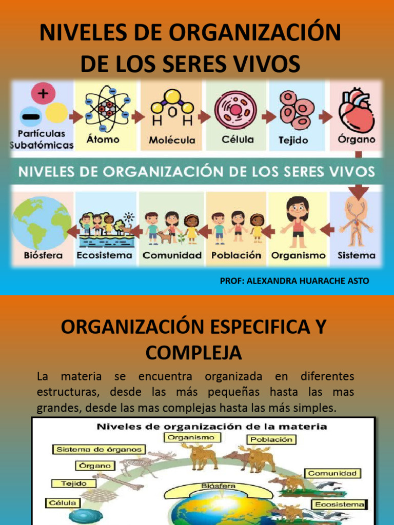Niveles de Organización de Los Seres Vivos | Descargar gratis PDF ...