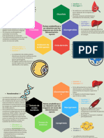 Rutas Catabólicas y Órganos