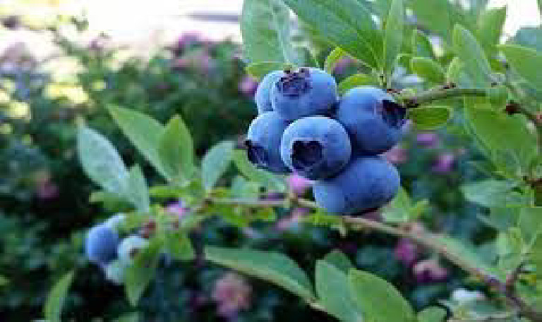 BLUEBERRY | PDF