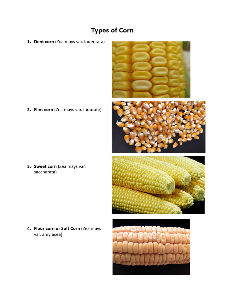 Types of Maize PDF