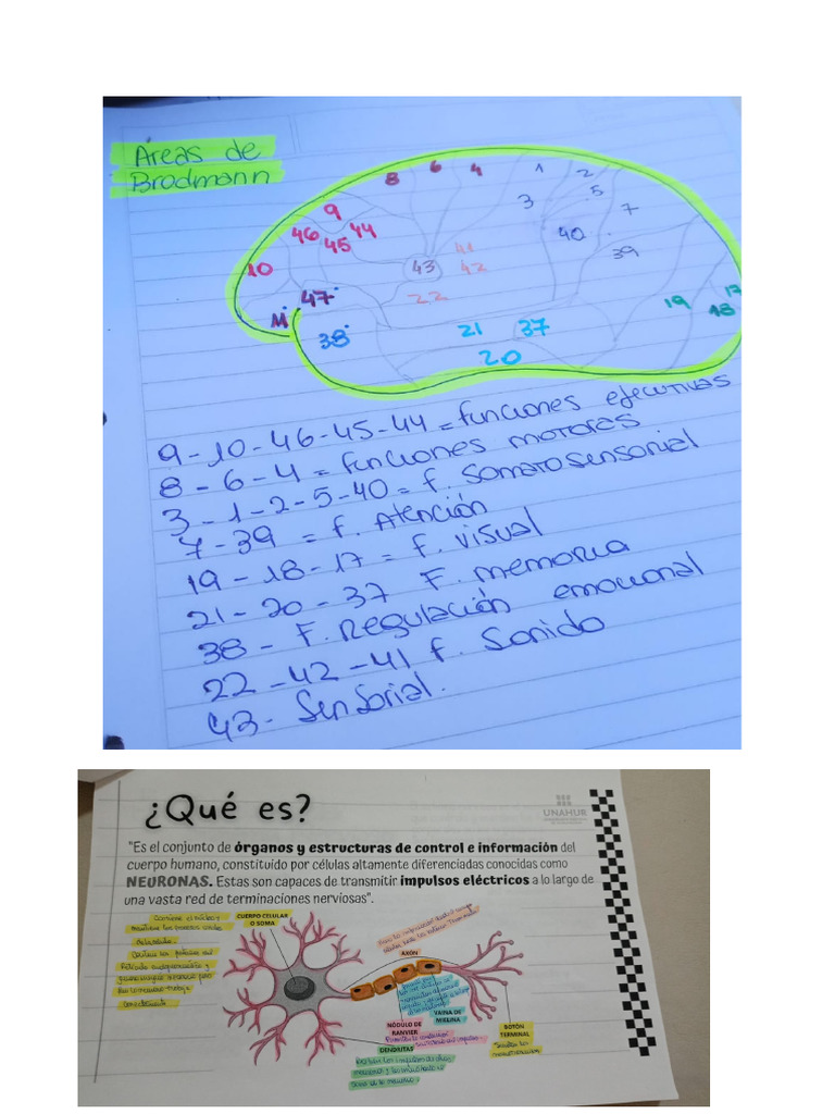 Anato 2 | PDF | Sinapsis | Sistema nervioso