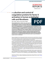 Production and Control of Coagulation Proteins For Factor X Activation in Human Endothelial Cells and Fibroblasts