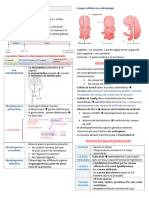 AZ Embryologie