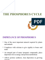 The Phophorus Cycle