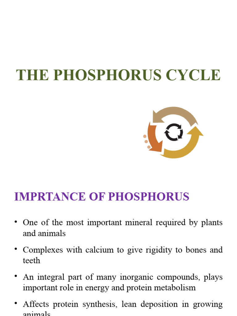 Understanding the Phosphorus Cycle | PDF | Fertilizer | Phosphorus