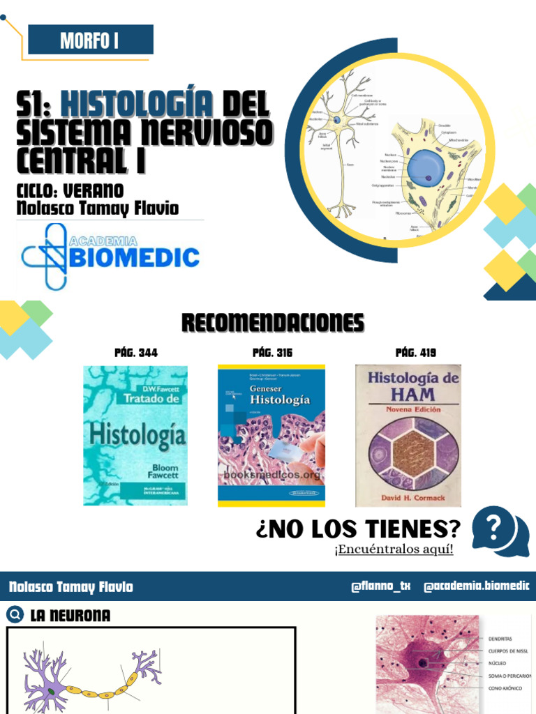 Histología del Sistema Nervioso Central | PDF | Sinapsis | Neurona