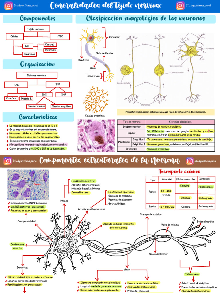 Clasificación de Neuronas y Estructura | PDF | Neurona | Axon