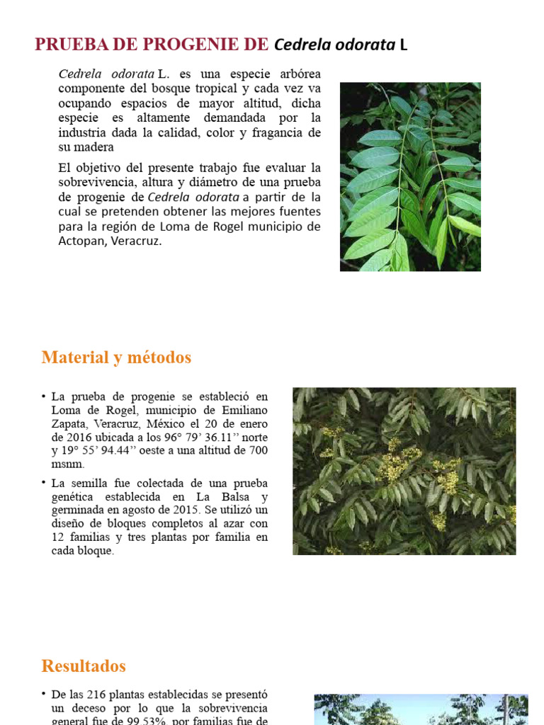 Prueba de progenie de Cedrela odorata | PDF