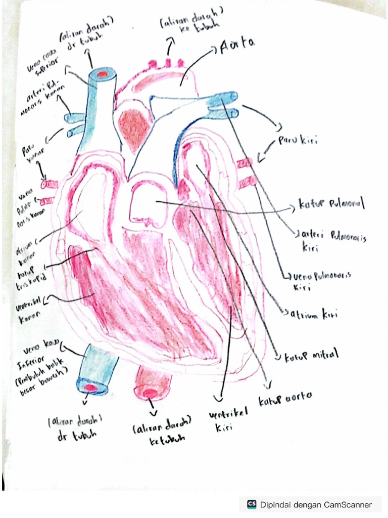 Anatomi Gambar Jantung | PDF