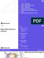 Male Reproductive System Student Version