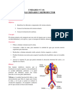 9 - 10. Sistemas Urinario y Reproductor