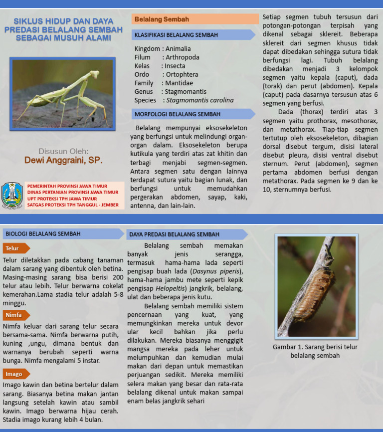Siklus Hidup dan Predasi Belalang Sembah | PDF