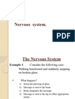 002 Nervous System