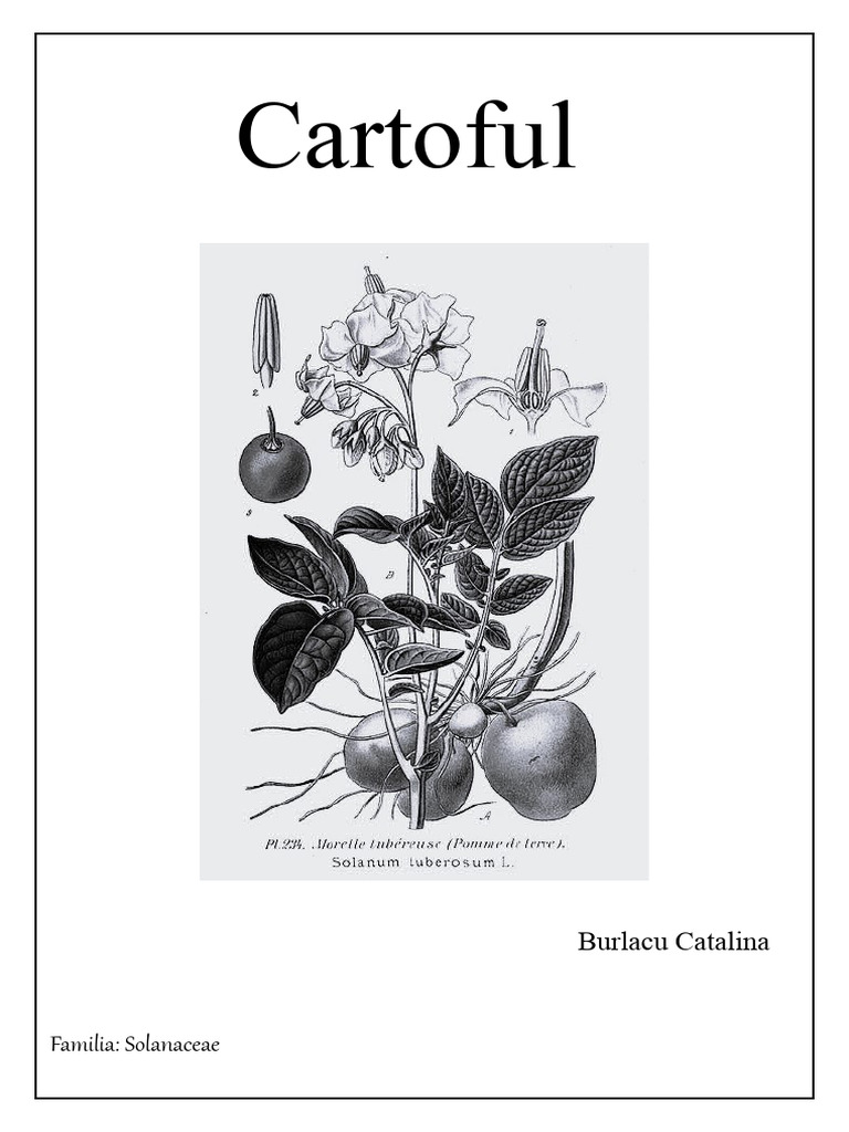 Cartoful | PDF