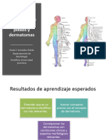 Plexos y Dermatomas