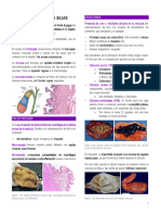 Patología Vesicular y Pancreática