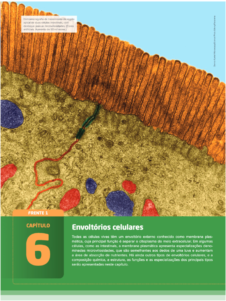Transformação Do Músculo em Carne | PDF | Carne | Biologia, image size:768x1024