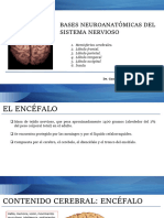 Bases Neuroanatomicas Del Sistema Nervio