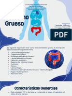 Intestino Grueso 