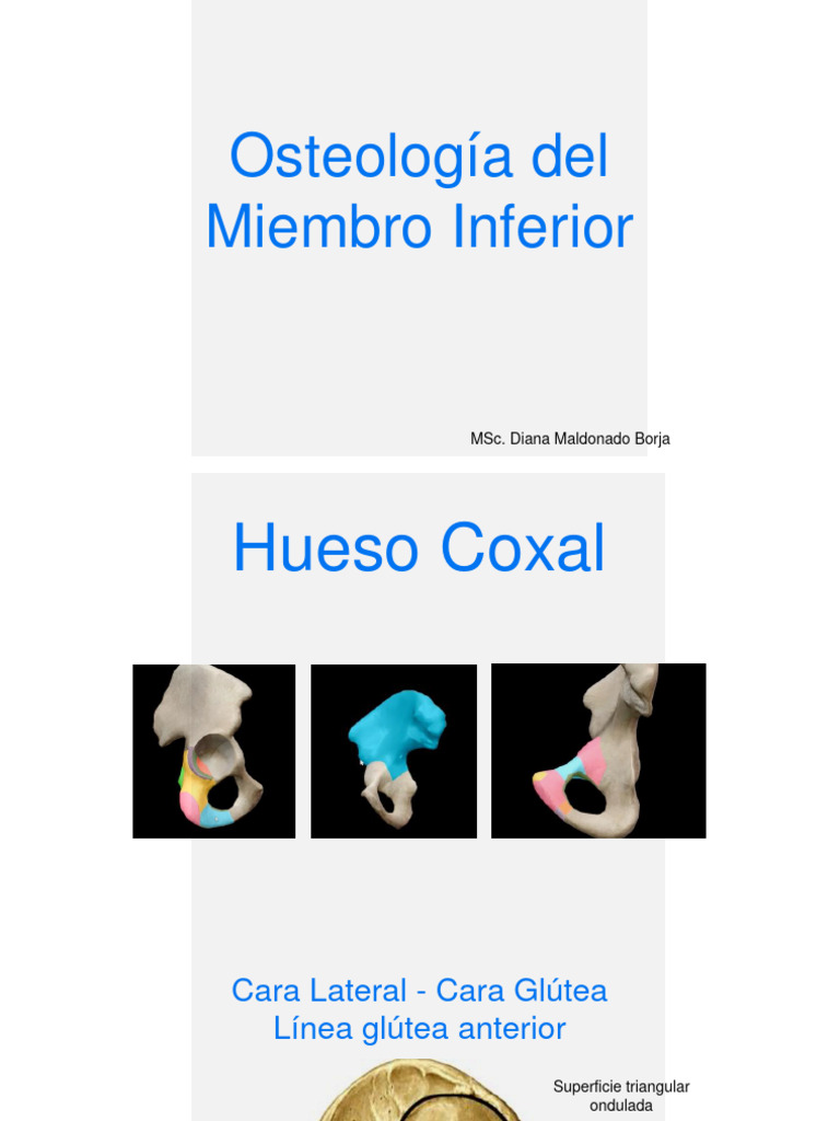 Osteología De Miembro Inferior 2022 Pdf Anatomía Del Miembro