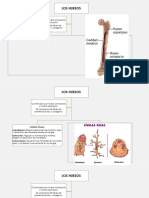 Anatomia