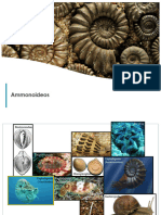 Presentación Ammonites