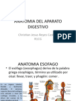 Anatomia Sistema Digestivo Completo Rewsumen
