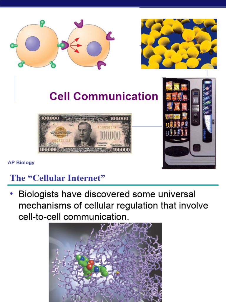 AP Bio Cell Communication PDF Cell Signaling Signal Transduction