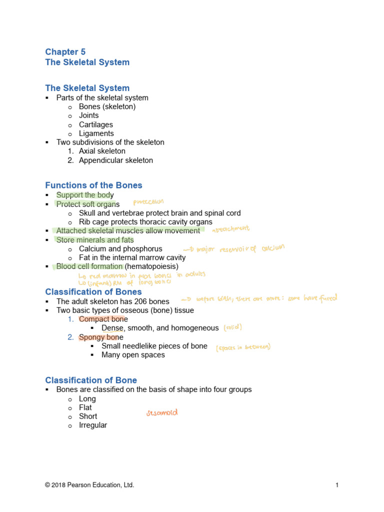 Overview of the Skeletal System | PDF | Vertebra | Bone