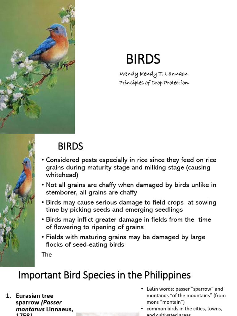 BIRDS | PDF