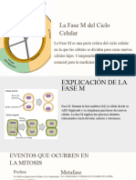 La Fase M Del Ciclo Celular - PPTX - 20231127 - 000340 - 0000