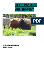 Report of Pasture Establishment 1234