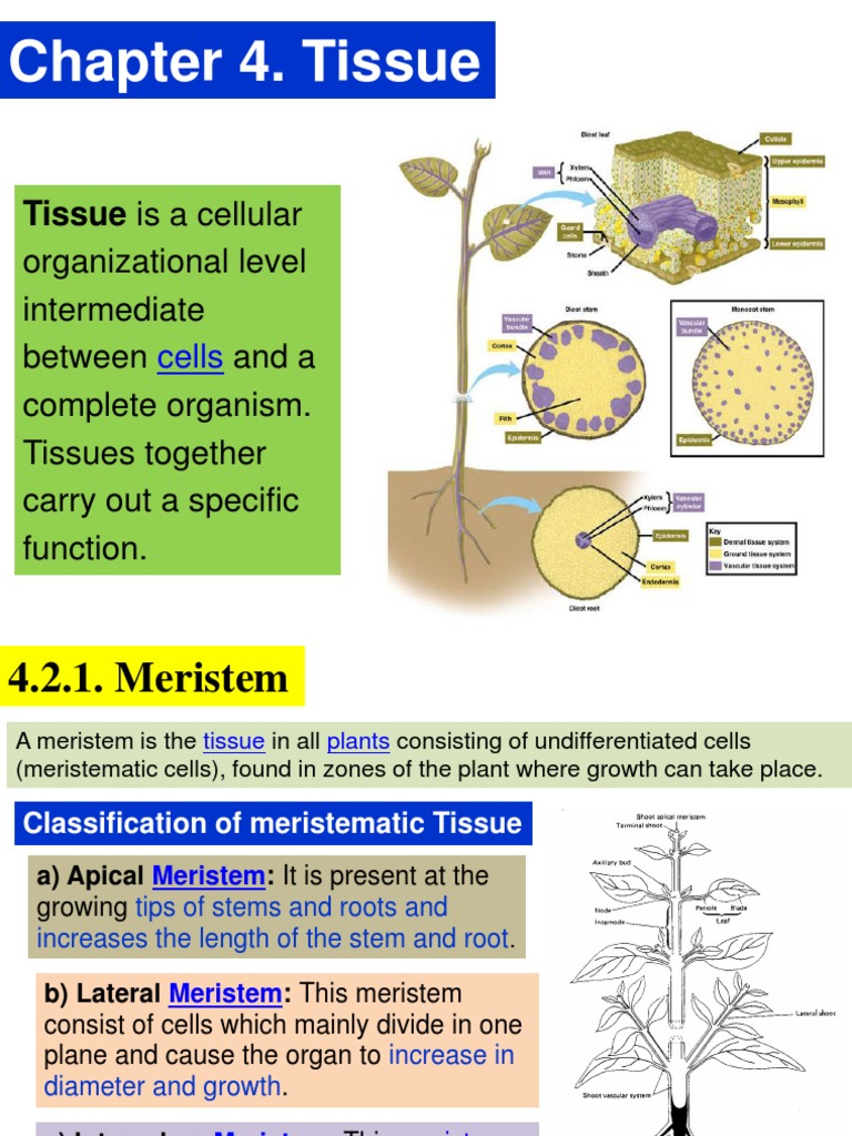 Meristem Plant Stem Tissue (Biology)