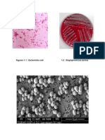 Figures 1.1: Escherichia Coli 1.2: Staphylococcus Aureus