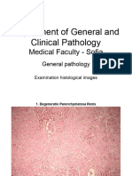 Pathology Slides 3 (Examination Histological Images)